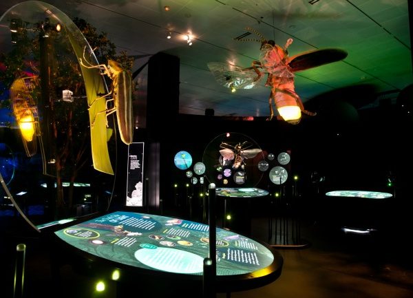 Perot Museum Creatures of Light Exhibit