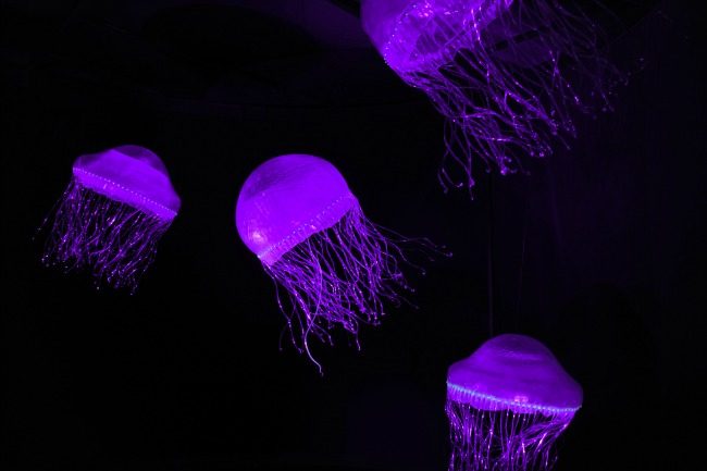 Perot Museum Traveling Exhibition CREATURES OF LIGHT: NATURE’S BIOLUMINESCENCE - As seen on JennsRAQ.com