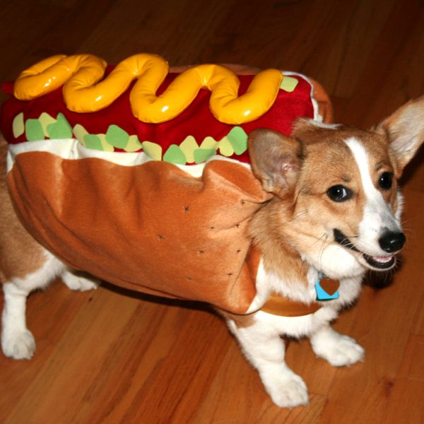 Halloween Treats for Dogs and Cats (DIY)