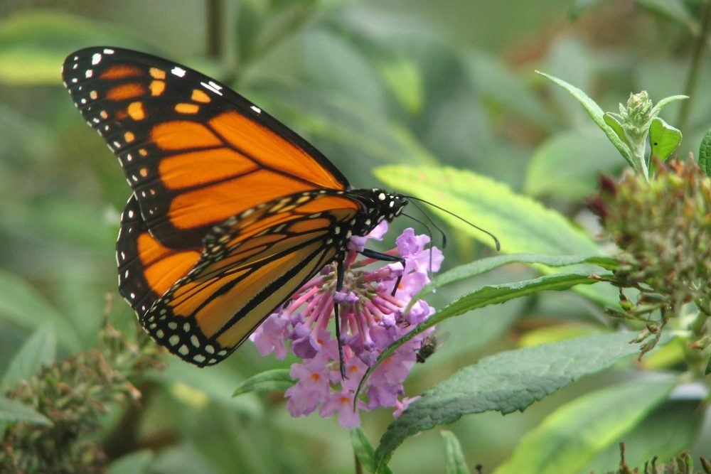 How to Attract Butterflies and Hummingbirds to Your Garden - Butterfly Bush