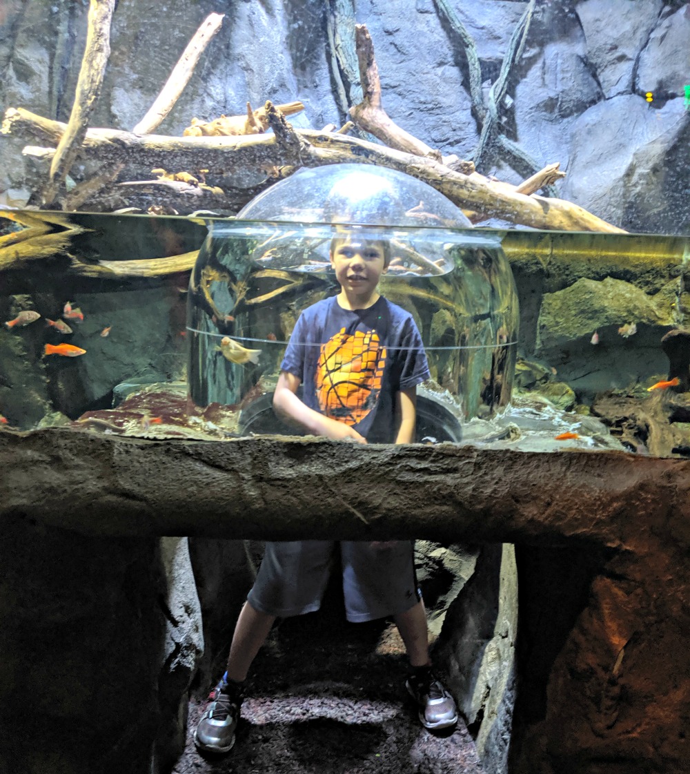 SEA LIFE Grapevine Display