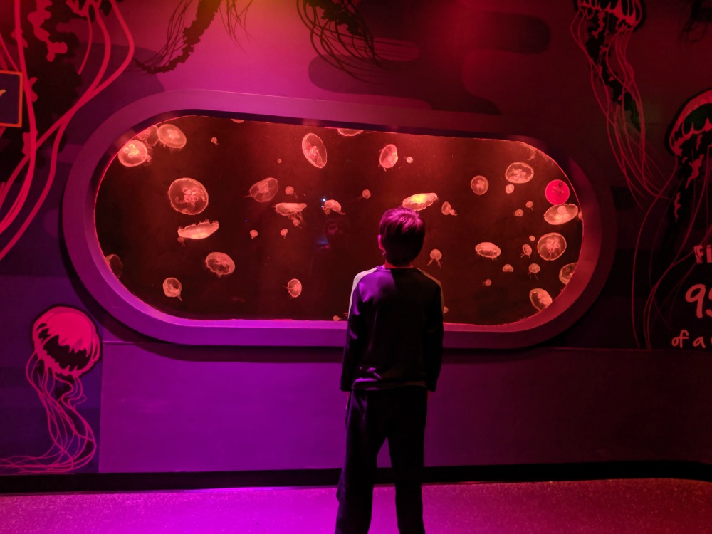 SEA LIFE Grapevine Jellyfish Display