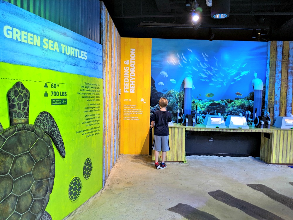 SEA LIFE Grapevine Sea Turtle Exhibit