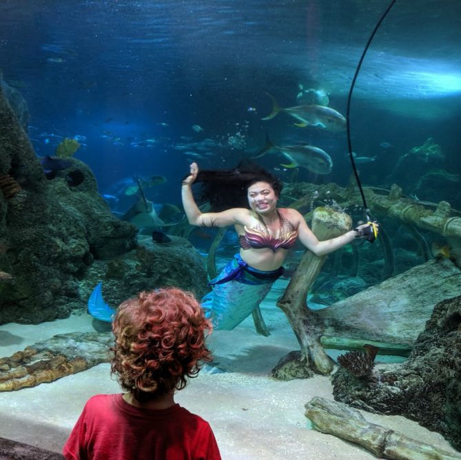 Meet a Mermaid at SEA LIFE Grapevine Aquarium (Until July 7, 2019